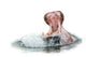 Hippo Yawning White Wall Decal