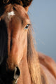 Horse Portrait Wall Decal