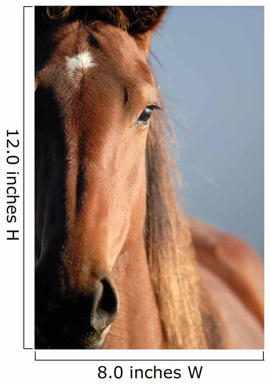 Horse Portrait Wall Decal
