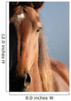 Horse Portrait Wall Decal