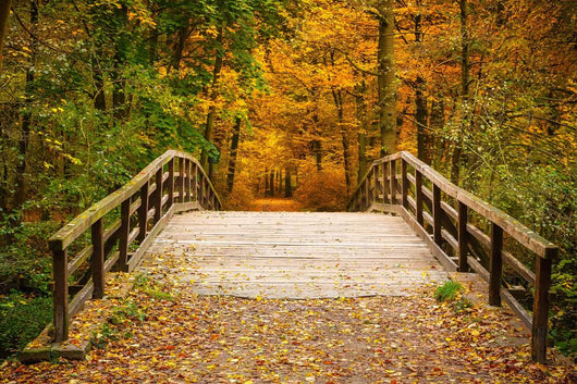 Bridge In Autumn Forest Wall Decal