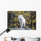 Arctic White Wolf Wall Mural