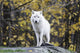 Arctic White Wolf Wall Decal