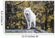 Arctic White Wolf Wall Mural