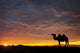 Camel At Sunset Wall Decal