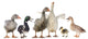 Gooses And Ducks Wall Decal