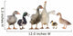 gooses and ducks Wall Decal