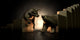 Bull And Bear Market Statues Wall Decal 2