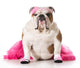 Dog Ballerina Wall Decal