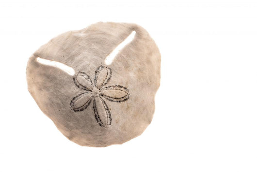 Irregular Sea Urchin White Wall Decal