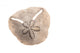 Irregular Sea Urchin White Wall Decal