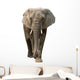 Elephant Wall Decal
