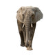 Elephant Wall Decal 2