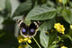 Butterfly Wall Decal