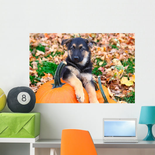 German Shepherd puppy sitting on pumpkins Wall Mural