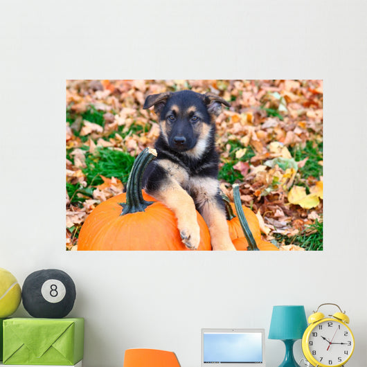 German Shepherd puppy sitting on pumpkins Wall Mural