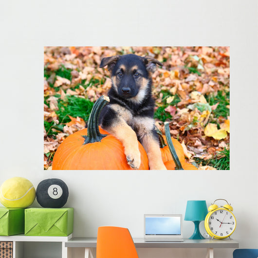 German Shepherd puppy sitting on pumpkins Wall Mural