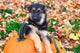 German Shepherd Puppy Sitting On Pumpkins Wall Decal