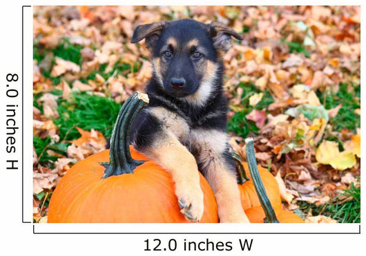 German Shepherd puppy sitting on pumpkins Wall Mural