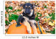 German Shepherd puppy sitting on pumpkins Wall Mural