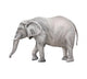 African Elephant, Loxodonta Africana Wall Decal