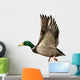 Mallard Drake Flight Wall Decal