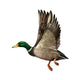 Mallard Drake Flight Wall Decal
