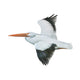 American White Pelican Wall Decal