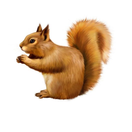 Red Squirrel, Sciurus Vulgaris, Sitting Eating Wall Decal