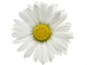 Daisy Wall Decal