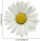 Daisy Wall Decal