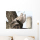 Turtle-doves on tree Wall Mural