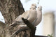 Turtle-Doves On Tree Wall Decal
