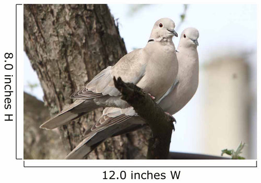 Turtle-doves on tree Wall Mural