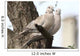 Turtle-doves on tree Wall Mural