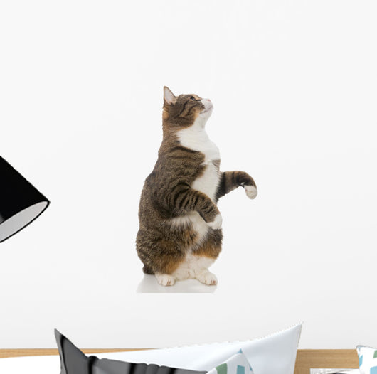 Playful Grey Cat Wall Decal