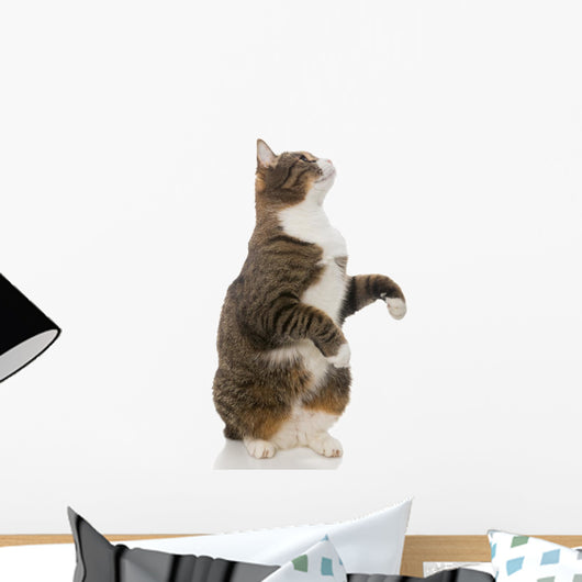 Playful Grey Cat Wall Decal