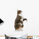 Playful Grey Cat Wall Decal