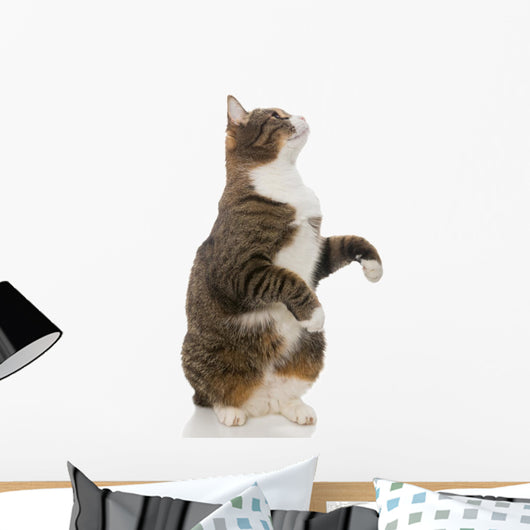 Playful Grey Cat Wall Decal