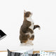 Playful Grey Cat Wall Decal