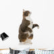 Playful Grey Cat Wall Decal