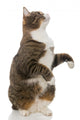 Playful Grey Cat Wall Decal