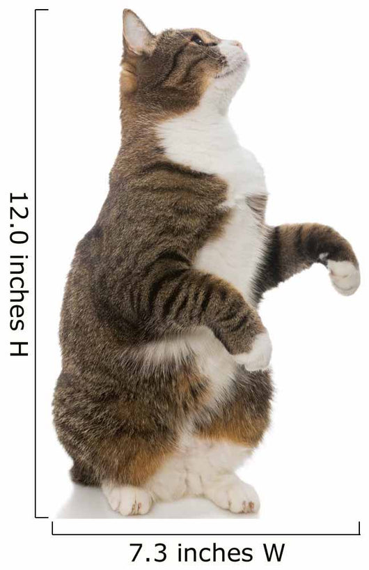 Playful Grey Cat Wall Decal
