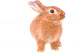 Rabbit Wall Decal