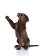Puppy Gives Paw Wall Decal