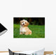 Happy Little Orange Havanese Wall Decal