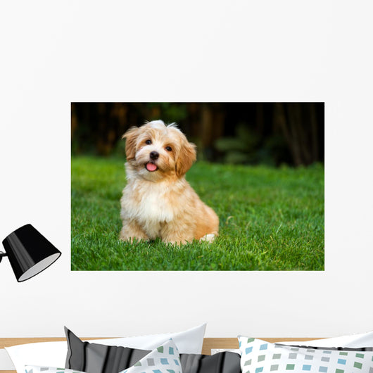 Happy Little Orange Havanese Wall Decal