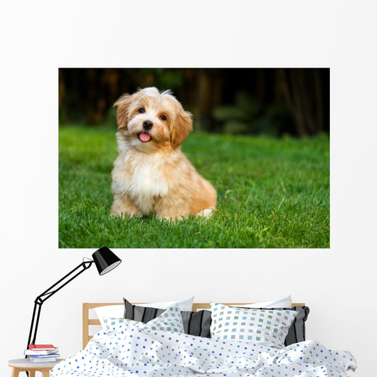 Happy Little Orange Havanese Wall Decal