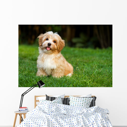 Happy Little Orange Havanese Wall Decal