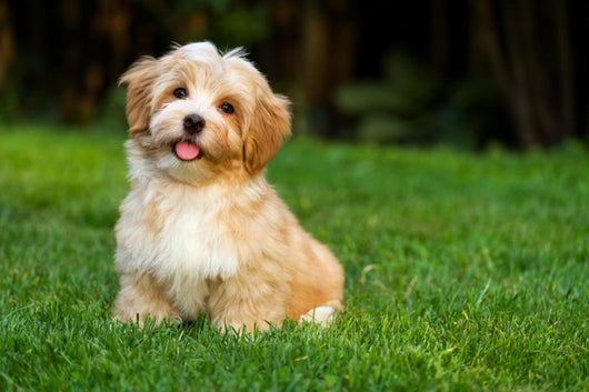 Happy Little Orange Havanese Wall Decal